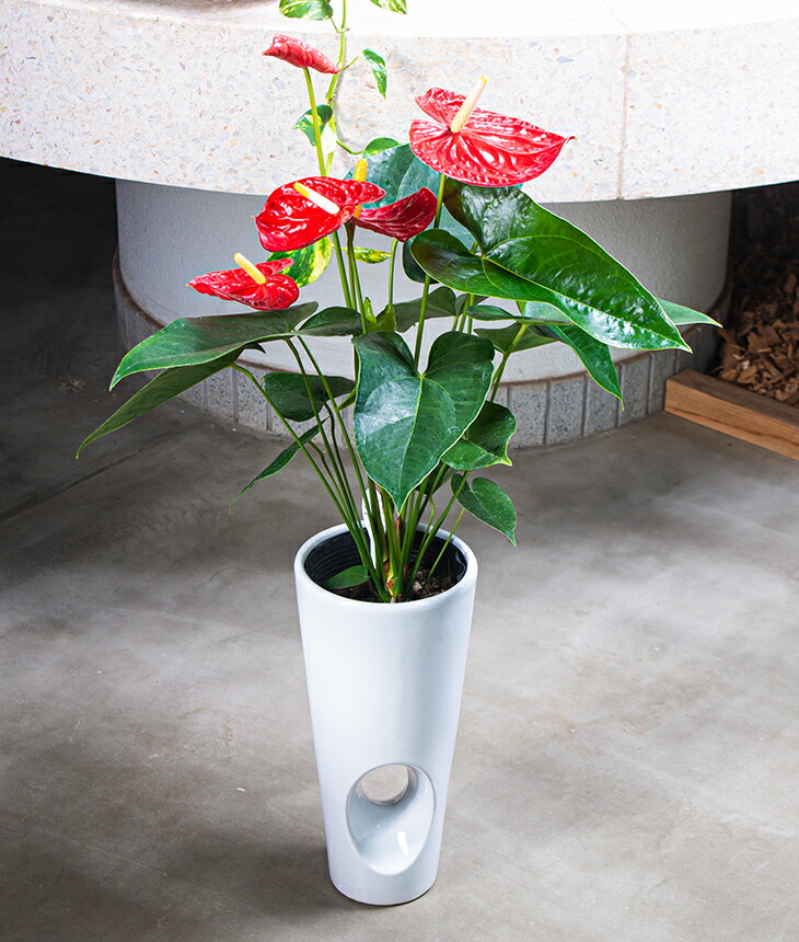 贈り物にもピッタリでかわいい お洒落な観葉植物 2種から選べる陶器鉢 アンスリュームダコタ 6寸陶器鉢 Anthurium アンスリウム 開店祝い 新築祝い 誕生日プレゼント 引越し祝い インテリア おしゃれな植木鉢 Epheseweb Com