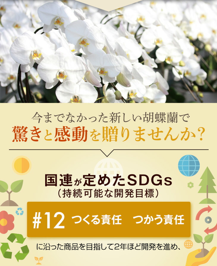 昇進祝い結婚祝い Sdgｓギフト白大輪胡蝶蘭３本立ち 寒プレゼントsdgsゴール 12を目指したサステナブルな胡蝶蘭 コチョウラン ギフト 花言葉 幸せが飛んでくる 開店祝い竹由来の鉢と竹支柱仕立てのサステナブルなコチョウランギフト退職祝いゴール 12 つくる