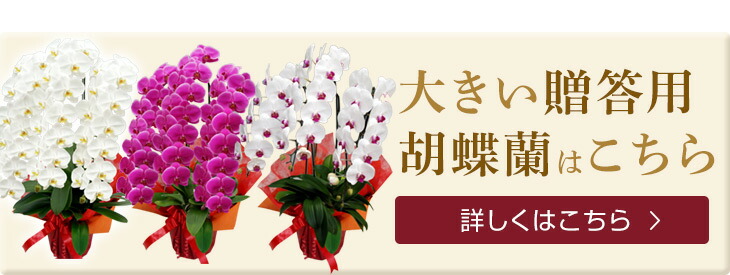 昇進祝い結婚祝い Sdgsギフト白大輪胡蝶蘭3本立ち 寒プレゼントsdgsゴール 12を目指したサステナブルな胡蝶蘭 コチョウラン ギフト 花言葉 幸せが飛んでくる 開店祝い竹由来の鉢と竹支柱仕立てのサステナブルなコチョウランギフト退職祝いゴール 12 つくる 昇進祝い結婚祝い Sdgsギフト白大輪胡蝶蘭3本立ち 寒プレゼントsdgsゴール 12を目指したサステナブルな胡蝶蘭 コチョウラン ギフト 花言葉 幸せが飛んでくる 開店祝い竹由来の鉢と竹支柱仕立てのサステナブルなコチョウランギフト退職祝いゴール 12 つくる