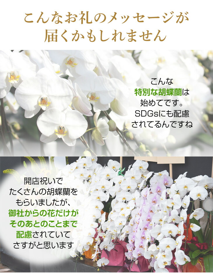昇進祝い結婚祝い Sdgsギフト白大輪胡蝶蘭3本立ち 寒プレゼントsdgsゴール 12を目指したサステナブルな胡蝶蘭 コチョウラン ギフト 花言葉 幸せが飛んでくる 開店祝い竹由来の鉢と竹支柱仕立てのサステナブルなコチョウランギフト退職祝いゴール 12 つくる 昇進祝い結婚祝い Sdgsギフト白大輪胡蝶蘭3本立ち 寒プレゼントsdgsゴール 12を目指したサステナブルな胡蝶蘭 コチョウラン ギフト 花言葉 幸せが飛んでくる 開店祝い竹由来の鉢と竹支柱仕立てのサステナブルなコチョウランギフト退職祝いゴール 12 つくる