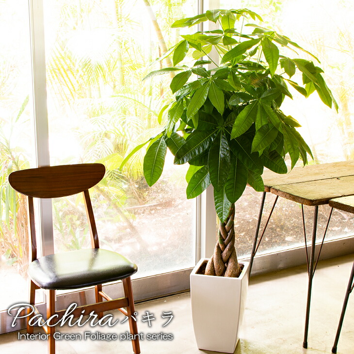 誕生日プレゼント ラッピング 立て札 受け皿無料 Brオシャレな５本編みはお部屋のインテリア観葉植物にもおすすめ 和 洋どちらにも合います インテリア 引越し祝い 新築祝い 新築祝い 生産者直送 高さ約1 2m 贈り物にもピッタリでかわいい お洒落な観葉植物