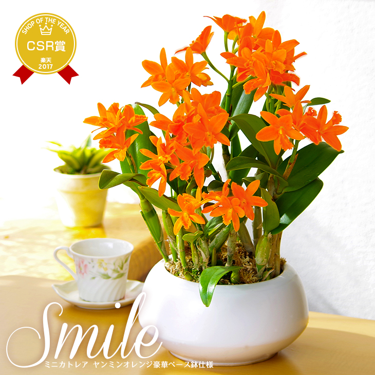 Morimizuki The Cattleya Of The Vitamins Color Getting Present ミニカトレア ヤンミンオレンジベース Bowl Earthenware Bowl Flower Spirit In Mother S Day A Bright Orange 洋蘭鉢花 Cattleya Gift 洋 Orchid 洋蘭 Rakuten Global Market