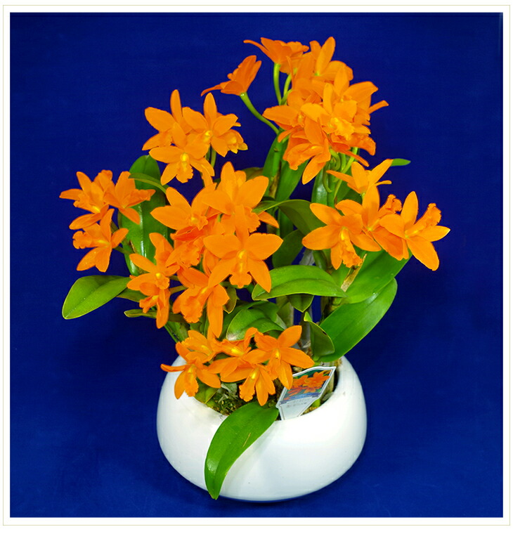 Morimizuki The Cattleya Of The Vitamins Color Getting Present ミニカトレア ヤンミンオレンジベース Bowl Earthenware Bowl Flower Spirit In Mother S Day A Bright Orange 洋蘭鉢花 Cattleya Gift 洋 Orchid 洋蘭 Rakuten Global Market