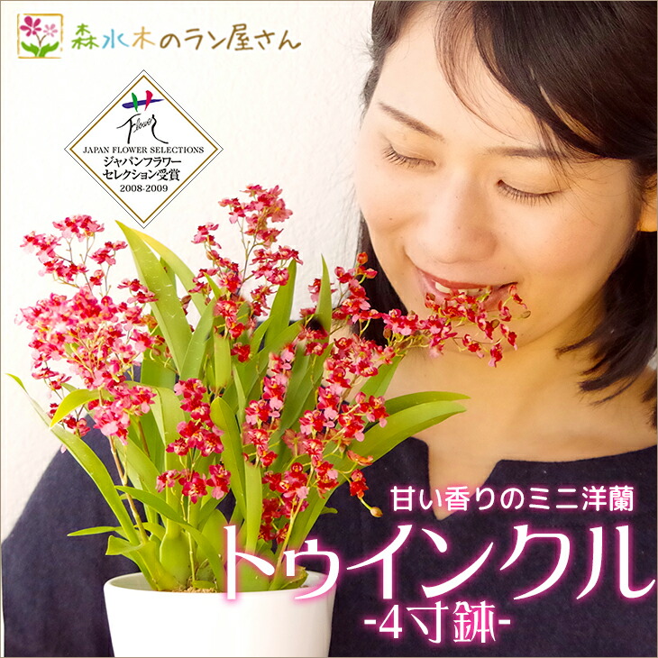 楽天市場 香る洋ラン オンシジューム トゥインクル 4寸鉢 贈 陶器鉢花 記念日 ギフト オンシジウム ギフト お祝い 自宅用 お正月 正月飾り お歳暮 お年賀 洋蘭 森水木のラン屋さん 森水木のラン屋さん