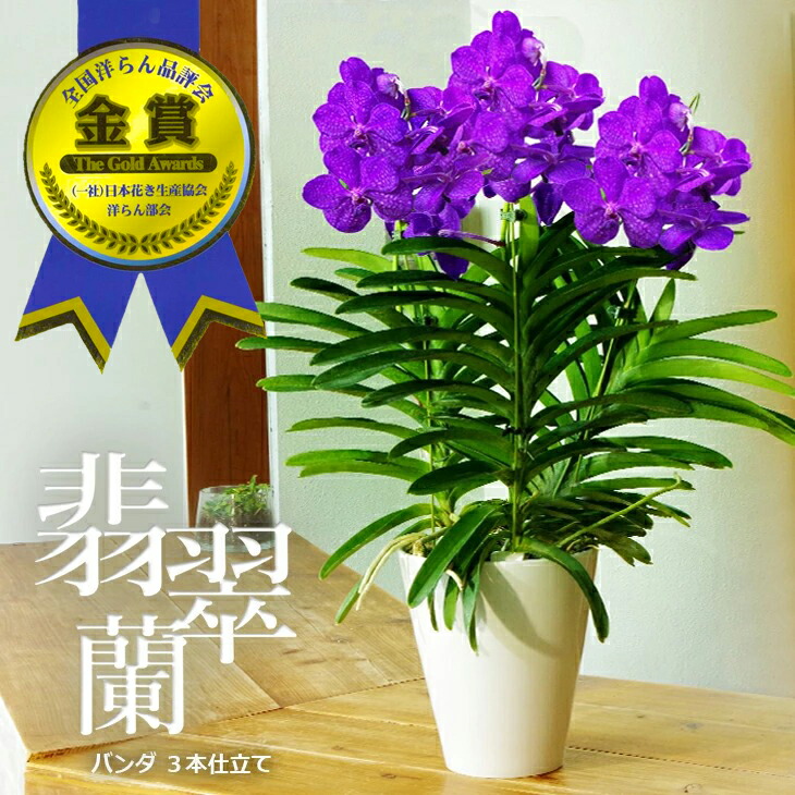 洋ラン等 一括譲渡 産地直送(産直)の洋蘭 | HitoHana（ひとはな）