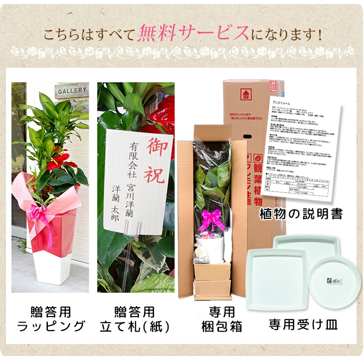 ラッピング 立て札 受け皿無料 インテリア 大人気 幸福の木 はプレゼントや御祝にピッタリ 観葉植物 高さ約1 2m 贈り物にもピッタリでかわいい お洒落な観葉植物 観葉植物 新築祝い 寄せ植え 幸福の木 ドラセナ マッサンゲアナ他 尺リン角陶器 開店祝い ラッピング 立て札 受け皿無料 インテリア 大人気 幸福の木 はプレゼントや御祝にピッタリ 観葉植物 高さ約1 2m 贈り物にもピッタリでかわいい お洒落な観葉植物 観葉植物 新築祝い 寄せ植え 幸福の木 ドラセナ マッサンゲアナ他 尺リン角陶器 開店祝い