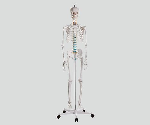 骨格モデル 178cm 2960組み立て式