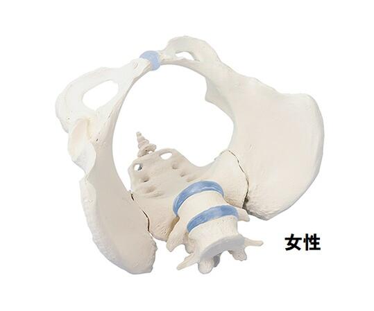 骨盤帯好例 男子 女君 骨 骨付 カルチュア 学校 絵様 整形外科学 整骨叢林 接骨院 Acilemat Com