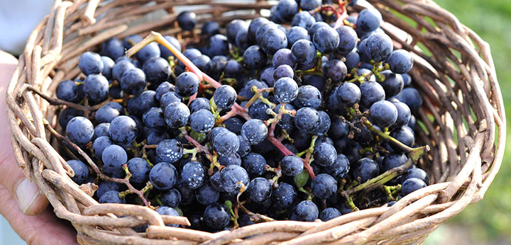 楽天市場】糖度20度前後 山ぶどう （ヤマブドウ）うらやま農園 ＜山形