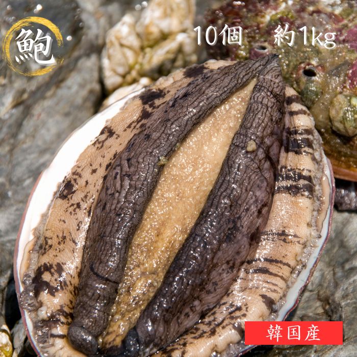 送料無料 あわび 1個約100～120g（10個セット） 鮑 おつまみあわび アワビ即日 バーベキュー BBQ お取り寄せグルメ 海鮮 お取り寄せ 誕生日 内祝い 出産内祝い 快気内祝い 戌の日 安産祈願 海鮮丼 bbq 高級食材 五つ星高級旅館用達 高級  貝 炊き込みご飯 煮アワビ