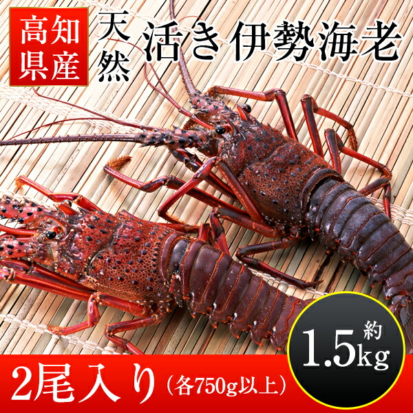 楽天市場 高知県産 天然活き伊勢海老 特大 約1 5kg 2尾入り 1尾各750g以上 伊勢エビ いせえび イセエビ 森徳蔵楽天市場店