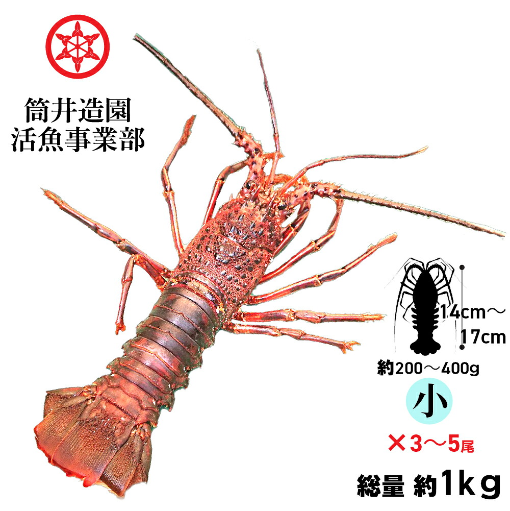 天然 活 土佐の伊勢海老 | 小・Sサイズ（約200～400ｇ）&times;3～5尾 総重量約1kg 土佐湾 クール便 活魚でお届け 高知産天然活イセエビ｜森徳蔵店