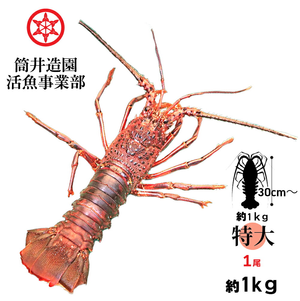 [ふらんく］伊勢海老竿　約　144cm 抜き差し仕様　和柄 ふらんく］伊勢海老竿 約 144cm 抜き差し仕様 和柄 ふらんく