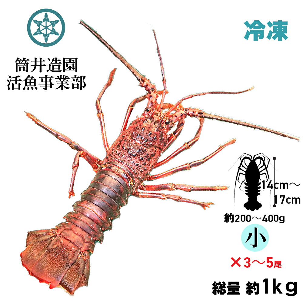 冷凍 天然 土佐の伊勢海老 | 小・Sサイズ（約200～400ｇ）&times;3～5尾 総重量約1kg 土佐湾 クール便 冷凍でお届け 高知産天然イセエビ｜森徳蔵店