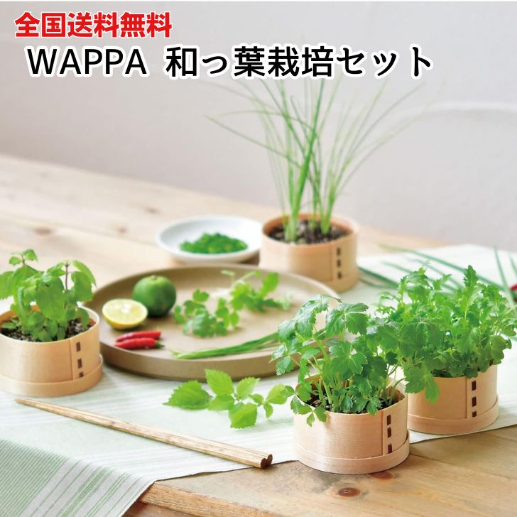 楽天市場】栽培セット 栽培キット WAPPA 和っ葉栽培セット シソ 紫蘇