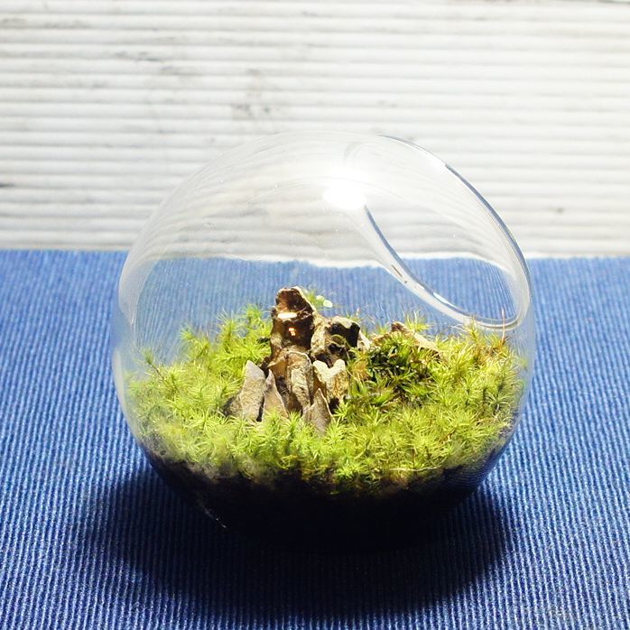 楽天市場 10cm ボトルテラリウム 苔テラリウム 完成品 苔盆景 テラリウム タマゴケの草原 気孔石 苔庵介る 楽天市場 10cm ボトルテラリウム 苔テラリウム 完成品 苔盆景 テラリウム タマゴケの草原 気孔石 苔庵介る