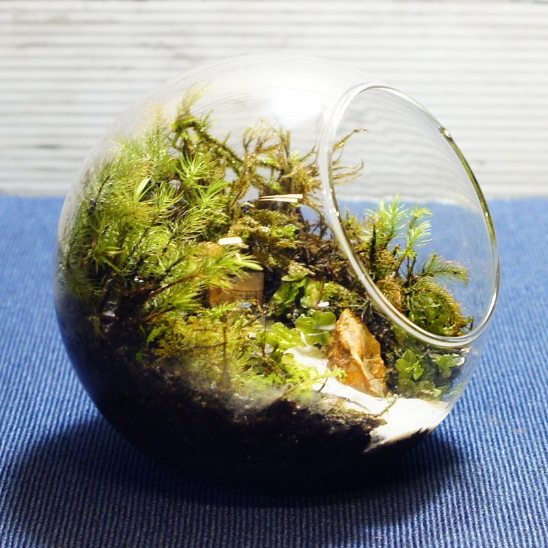 楽天市場 12cm ボトルテラリウム 苔テラリウム 完成品 苔盆景 テラリウム 木化石 滝の流れる風景 苔庵介る