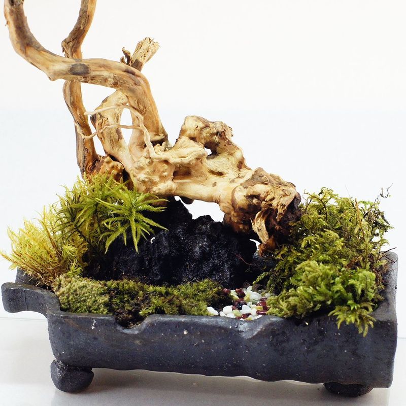 楽天市場 幅25cm 信楽焼 苔テラリウム 完成品 プレゼントにもおすすめ 現物 苔盆景 テラリウム 流木 暗黒石 開店祝い 苔庵介る