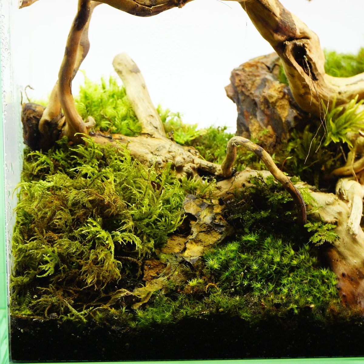 楽天市場 完成品 現物 苔テラリウム 30cm水槽 ガラス水槽 流木 蓋付きで手入れも要らない 新築祝い 開店祝い プレゼント 苔庵介る