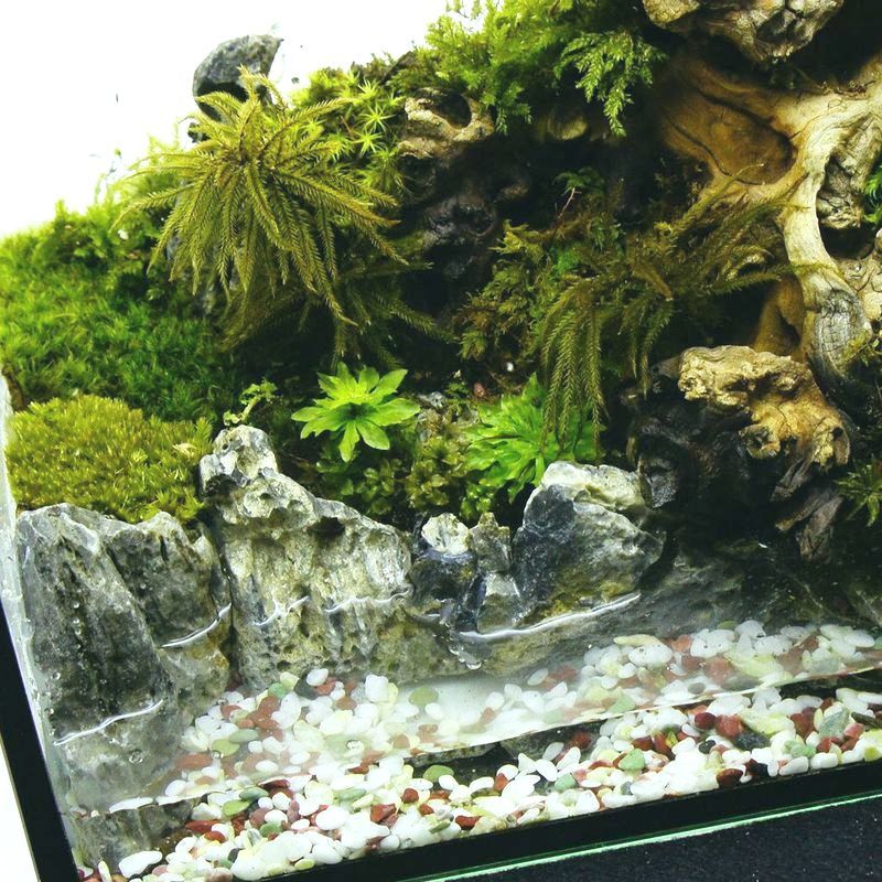 楽天市場 完成品 現物 水場のある苔テラリウム 25水槽 ガラス水槽 イモリウム 流木 蓋付きで手入れも要らない 新築祝い 開店祝い プレゼントに 苔庵介る