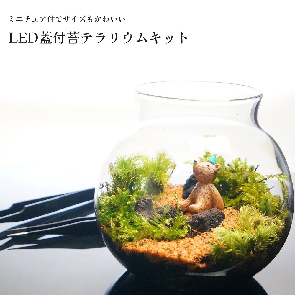 楽天市場】ボトルテラリウム 作成キット 苔テラリウム 16cm 苔セット