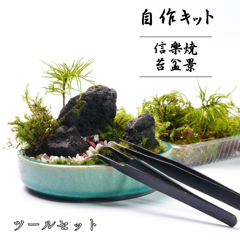 ガラス水槽 流木 苔付き 楽天市場】【完成品 現物】苔テラリウム 30cm水槽 ガラス水槽