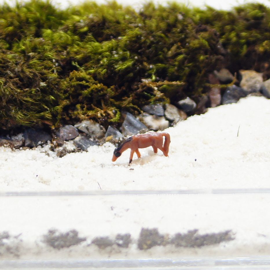 楽天市場 S 馬 ウマ 黒茶 全4種類 ミニチュア ジオラマ 動物模型 苔テラリウム おもちゃ フィギュア 苔ボトル 苔庵介る