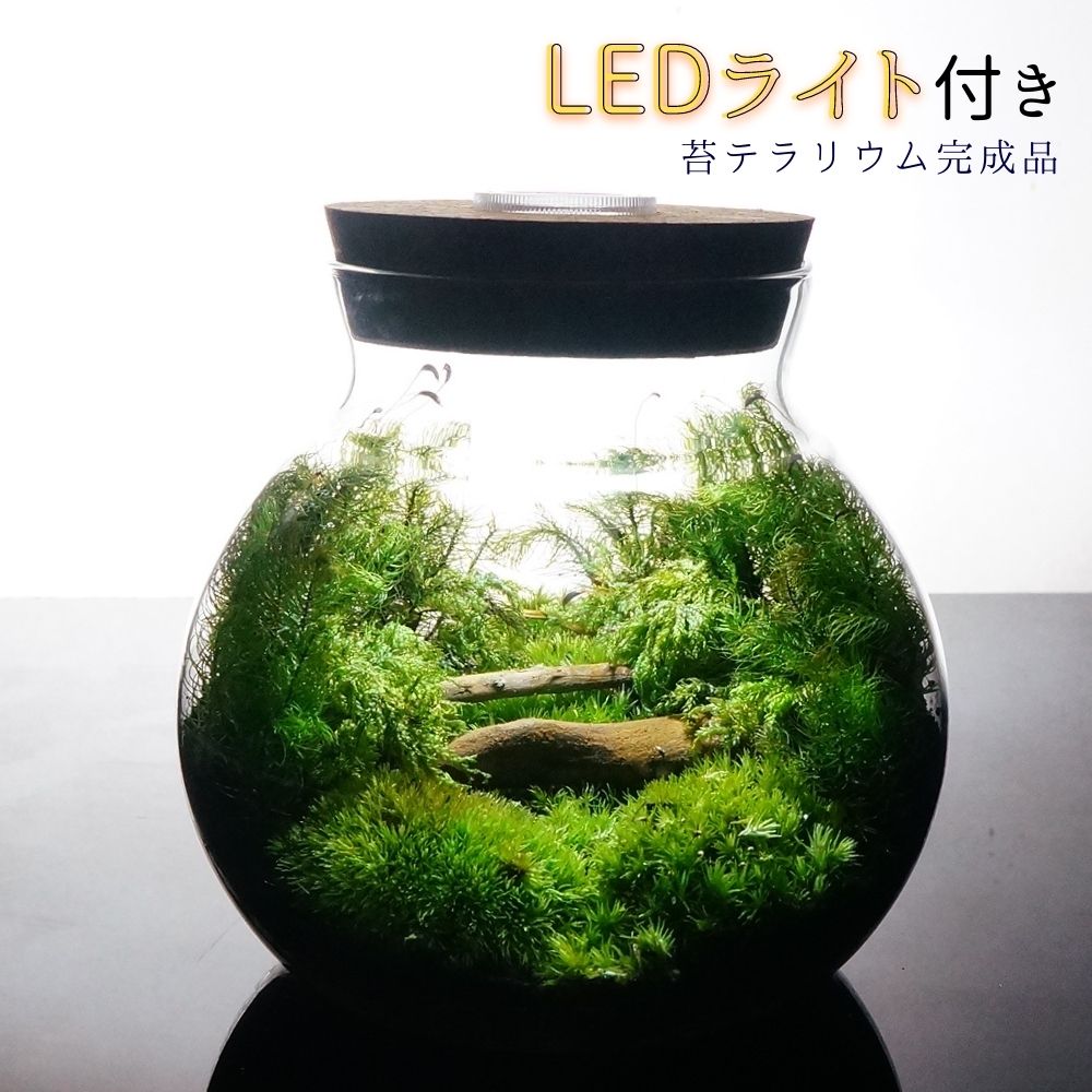 楽天市場】【完成品】LEDライト付 ボトルテラリウム 14cm 苔