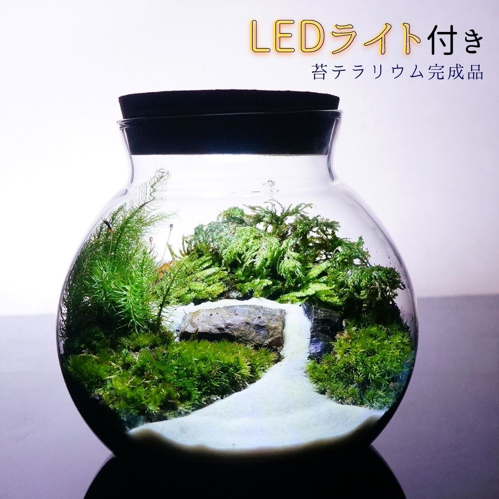 楽天市場】【完成品】LEDライト付 ボトルテラリウム 14cm 苔テラリウム 草原に続く道 テラリウム プレゼント 木化石 テラリウム プレゼント  木化石 観葉植物 母の日 敬老の日 苔 テラリウム おしゃれ 贈り物 インテリア グリーン ギフト : 苔庵介る