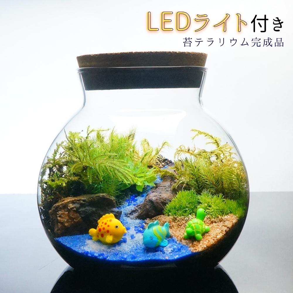 楽天市場】【完成品】LEDライト付 ボトルテラリウム 14cm 苔テラリウム 草原に続く道 テラリウム プレゼント 木化石 テラリウム プレゼント  木化石 観葉植物 母の日 敬老の日 苔 テラリウム おしゃれ 贈り物 インテリア グリーン ギフト : 苔庵介る