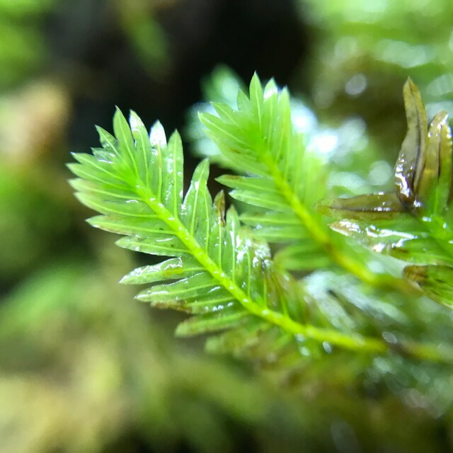 楽天市場 高原の苔 インパクトのある希少な苔 ホウオウゴケ 本 テラリウム 苔テラリウム 苔 アクアテラリウム パルダリウム 苔庵介る