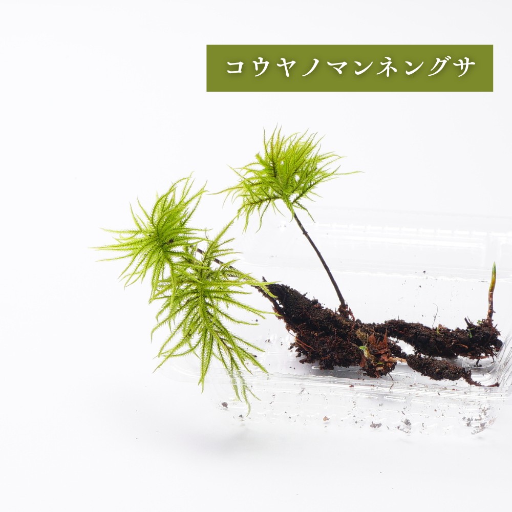 楽天市場】【高原の苔】 大型の木のように伸びる苔 コウヤノ