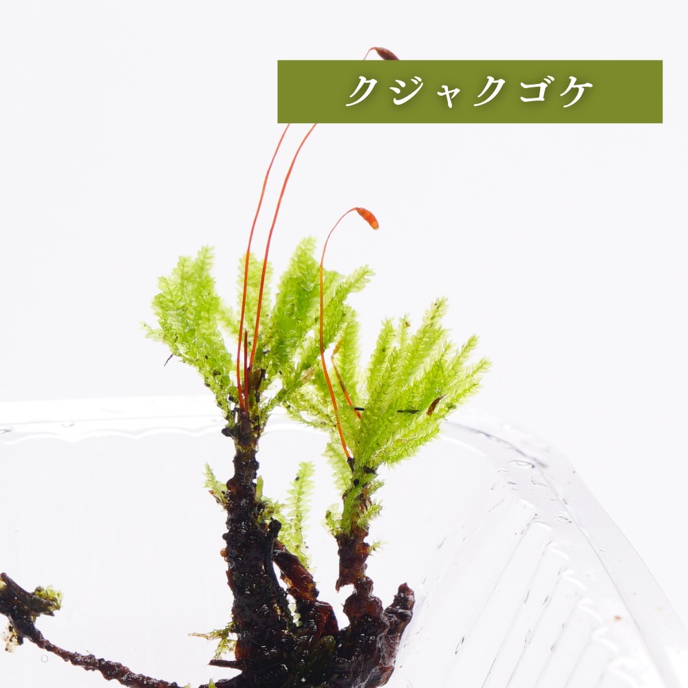 楽天市場】2024年NEW ヒカリゴケ 陶器鉢入り 光苔 クッションモス 山