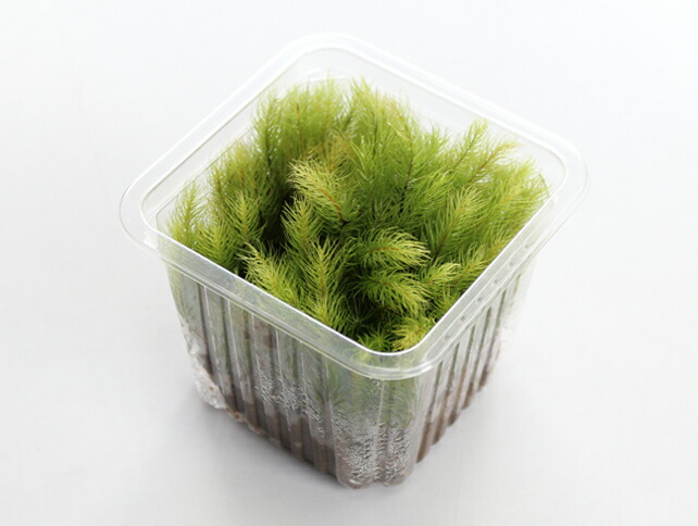 楽天市場】苔 こけ コケ ハイゴケ 【ハイゴケミニパック（M1）(222