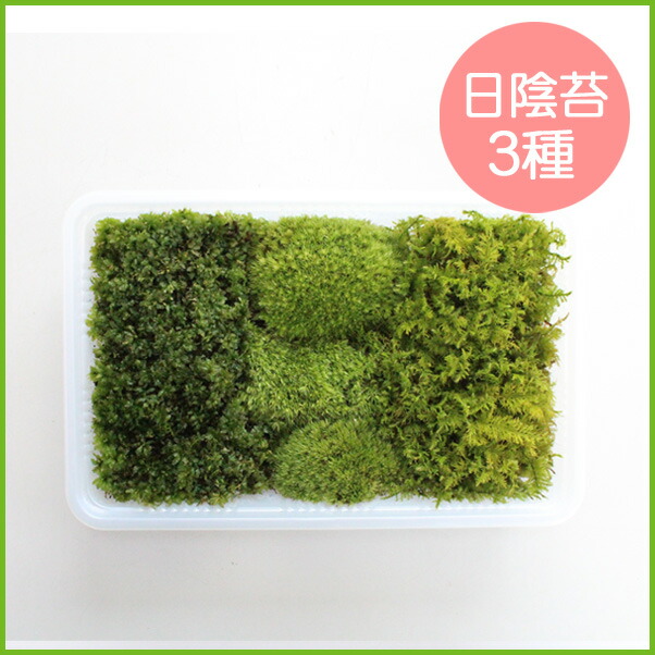 苔 こけ コケ