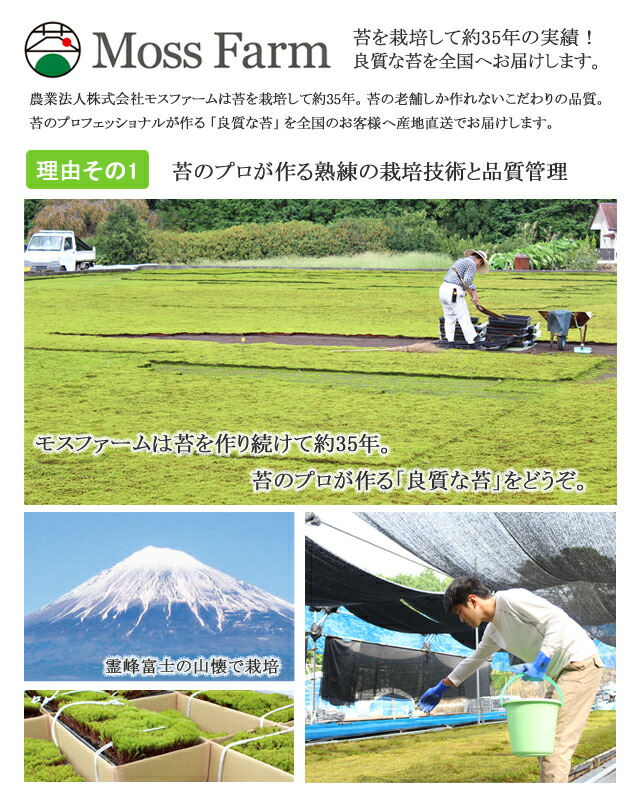 蘚 スギゴケ 杉苔 ガーデン苔 杉苔庸俗自負心8枚木戸 約0 8平米 Geo2 Co Uk