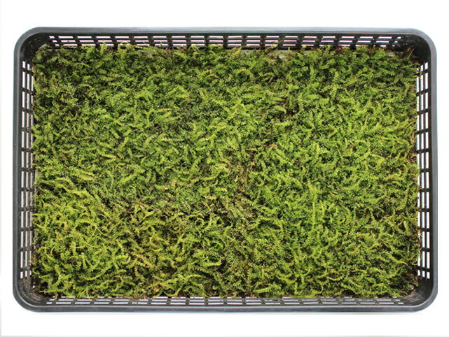 teru3 　シッポゴケ1トレーとスナゴケ１トレー tsp-001-m.jpg