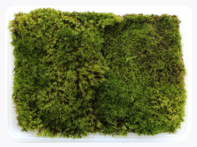 楽天市場】苔玉 苔玉キット 苔 こけ コケ 【富士の苔玉キット(ハイゴケ)】 : モス・ファーム