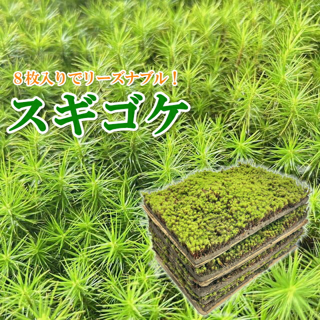 楽天市場】苔 スナゴケ 【スナゴケ大トレー】 : モス・ファーム 楽天市場】苔 スナゴケ 【スナゴケ大トレー】 : モス・ファーム