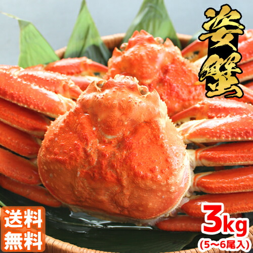 【たっぷりかに味噌入】 ボイル済ずわい蟹 5～6尾入 3kg 送料無料 簡単調理 かに カニ ずわい 姿蟹 カニミソ ズワイ かに 通販 かに鍋 かにみそ 蟹 ごちそう お祝い グルメ 業務用 大人数 大容量 お歳暮 年末 年始 大晦日 お正月