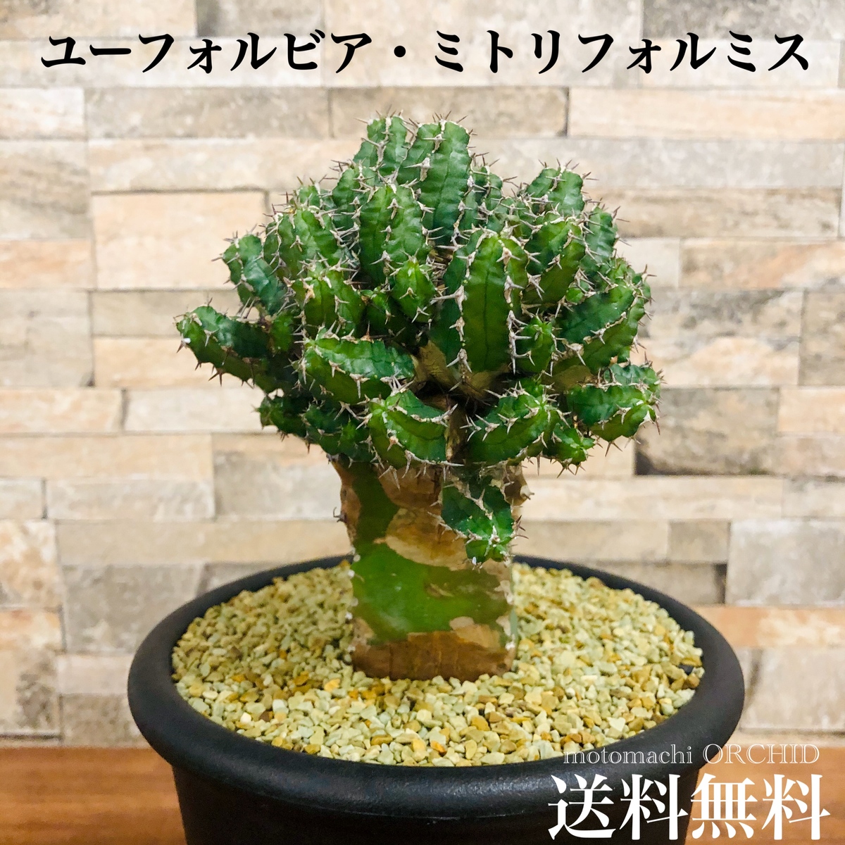 楽天市場 アストロフィツム 白瑞鳳玉 アストロフィトゥム はくずいほうぎょく 現品 観葉植物 観葉 植物 珍奇植物 珍奇 珍しい レア 希少 多肉植物 多肉 カクタス サボテン インテリア おしゃれ かわいい プレゼント ミニ 小さい 新生活 開店祝い おうち時間 グリーン