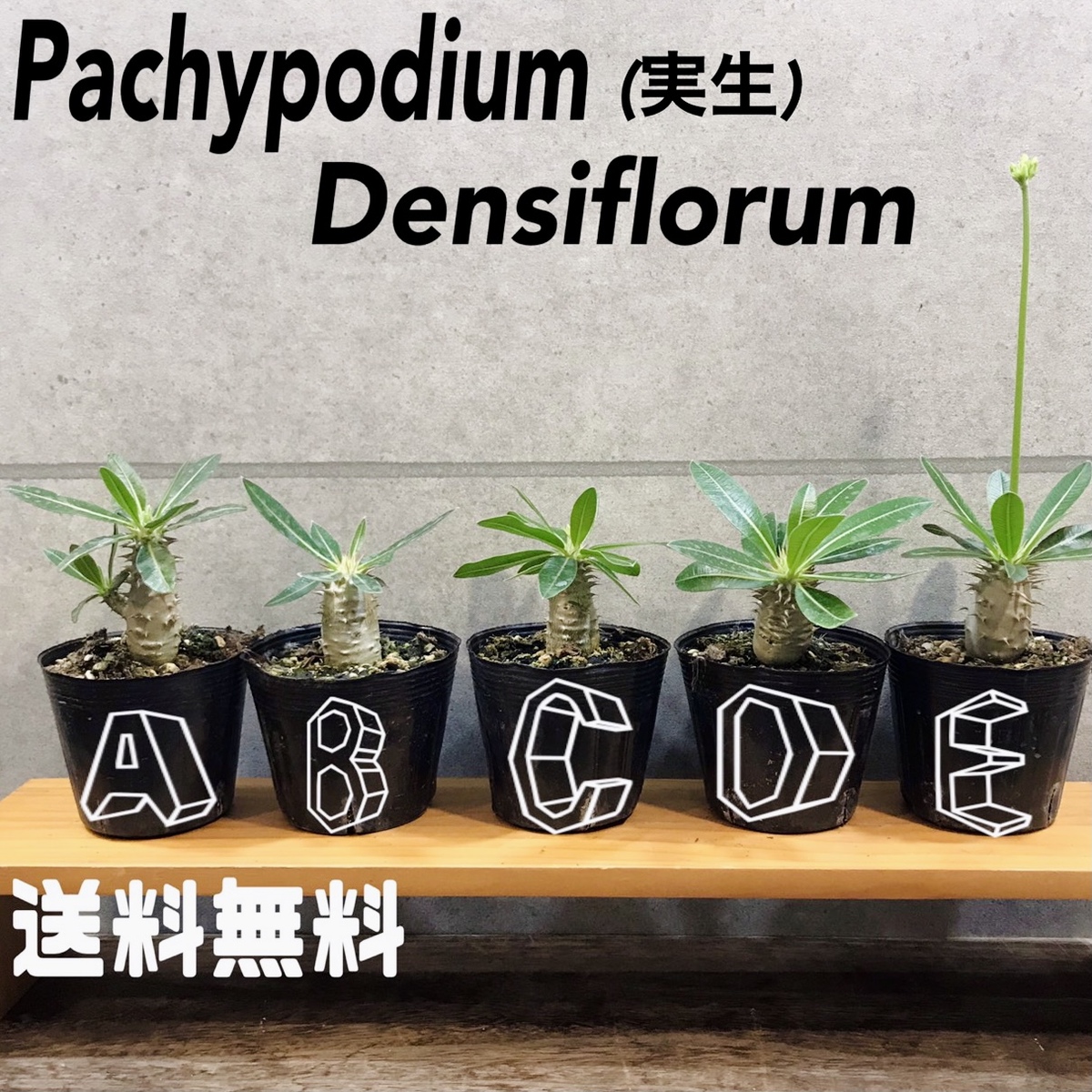 一株お届け 塊根植物 パキポディウム デンシフローラム 実生観葉植物 多肉植物 コーデックス 塊根植物の入門種におすすめお洒落 人気 インテリア 卓上 送料無料 Educaps Com Br