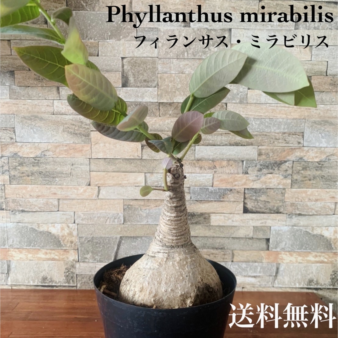 日本産 フィランサス ミラビリス 塊根植物 コーデックス Phyllanthus Mirabilis観葉植物 多肉植物 おしゃれ エキゾチック レア 珍 植物 送料無料 Fucoa Cl