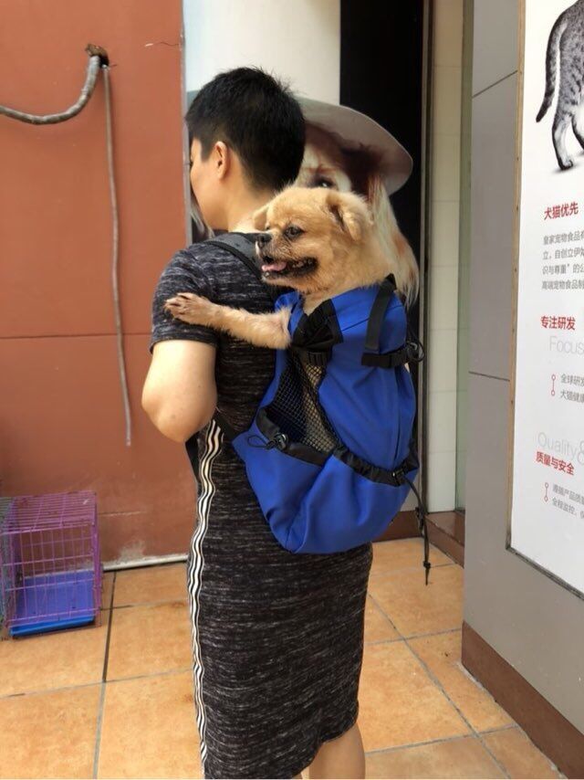 正規逆輸入品 送料無料 ペット用キャリーバッグ おんぶ紐 抱っこひも リュックタイプ ペットキャリー ペット用 小型犬 中型犬 イヌ 猫 ネコ 便利 シンプル 無地 メッシュ 通気性 カジュアル おしゃれ ペットグッズ ペット用品 ファスナー ポケット付き 長さ調節 Sferavisia Hr