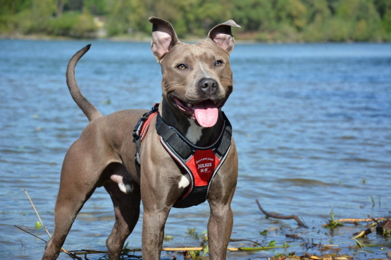 ポイント5倍 送料無料 Julius K9 ユリウスケーナイン ロングウォークハーネス Xs サイズ 小 中型犬用サイズ Tajikhome Com