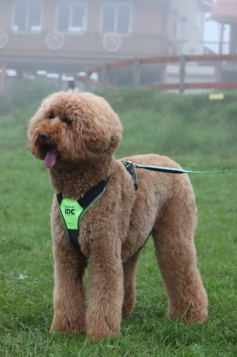 ポイント5倍 送料無料 Julius K9 ユリウスケーナイン ロングウォークハーネス サイズ 中 大型犬用サイズ Purplehouse Co Uk