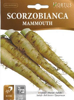 楽天市場 イタリアの野菜の種 Hortus社 サルシフィ 西洋ごぼう スコルッゾビアンカ Cod Bsosco001 ミセスリビング