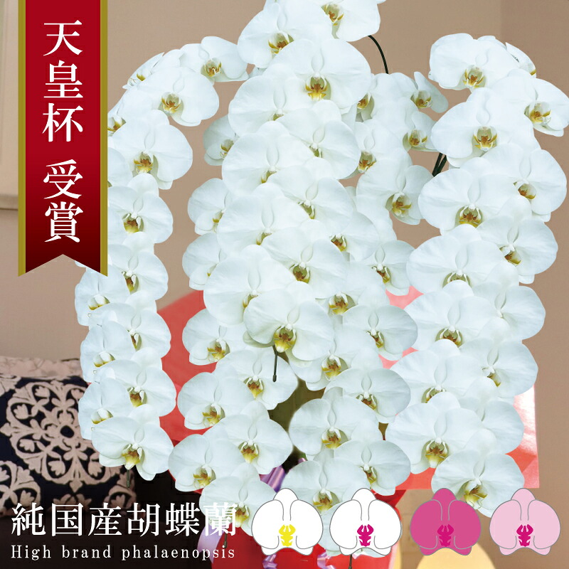 胡蝶蘭 大輪 5本立ち 70輪～ 純国産 白 ピンク 白赤 花持ち長い 移転祝い 開業祝い 竣工祝い 開店祝い 就任祝い 昇進祝い 当選祝い 退職祝い 誕生日祝い 法人ギフト 立札 画像配信 産地温室直送 お祝い プレゼント 花 ギフト 最短当日発送 王立園芸協会登録商品｜MSD SHOP店