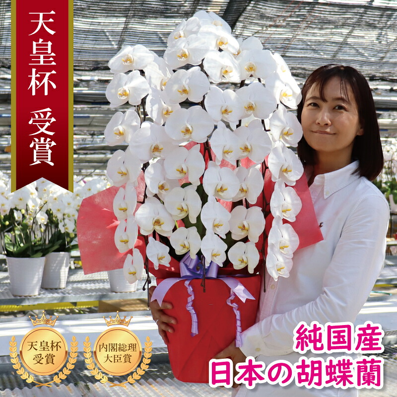 胡蝶蘭 大輪 3本立ち 48輪～ 純国産 白 ピンク 白赤 花持ち長い 開店祝い 開業祝い 移転祝い 就任祝い 昇進祝い 当選祝い 退職祝い 法人ギフト 立札 画像配信 産地温室直送 お祝い プレゼント 花 ギフト 記念日 最短当日発送 王立園芸協会登録商品 ≪出荷不可 次回未定≫｜MSD SHOP店
