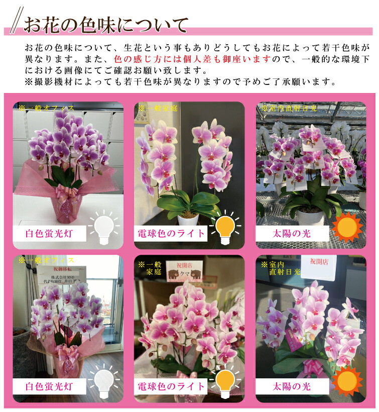 【ヴィーナス】祝い花胡蝶蘭生花鉢洋蘭洋ラン純国産白ピンク産地直送中輪5本立ち35〜39輪花持ち長いお祝い就任祝いプレゼント花ギフト贈り物お供えお誕生日開店祝い開業祝い移転祝い就任祝い昇進祝いキヌナーセリー